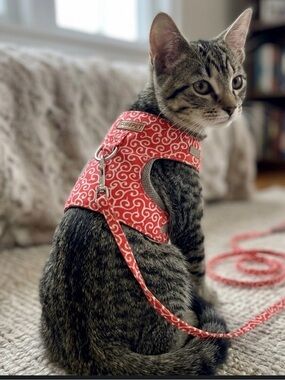 Red Swirl Pet Harness